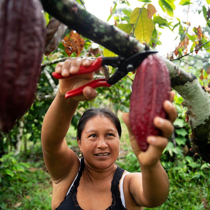 Eine Kleinbäuerin erntet eine Kakaofrucht im Regenwald