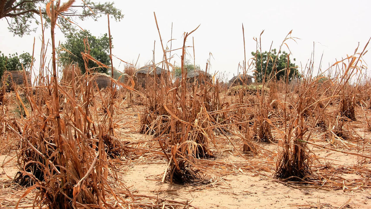Ein ausgetrocknetes Feld im Dorf Chafouta im Niger.