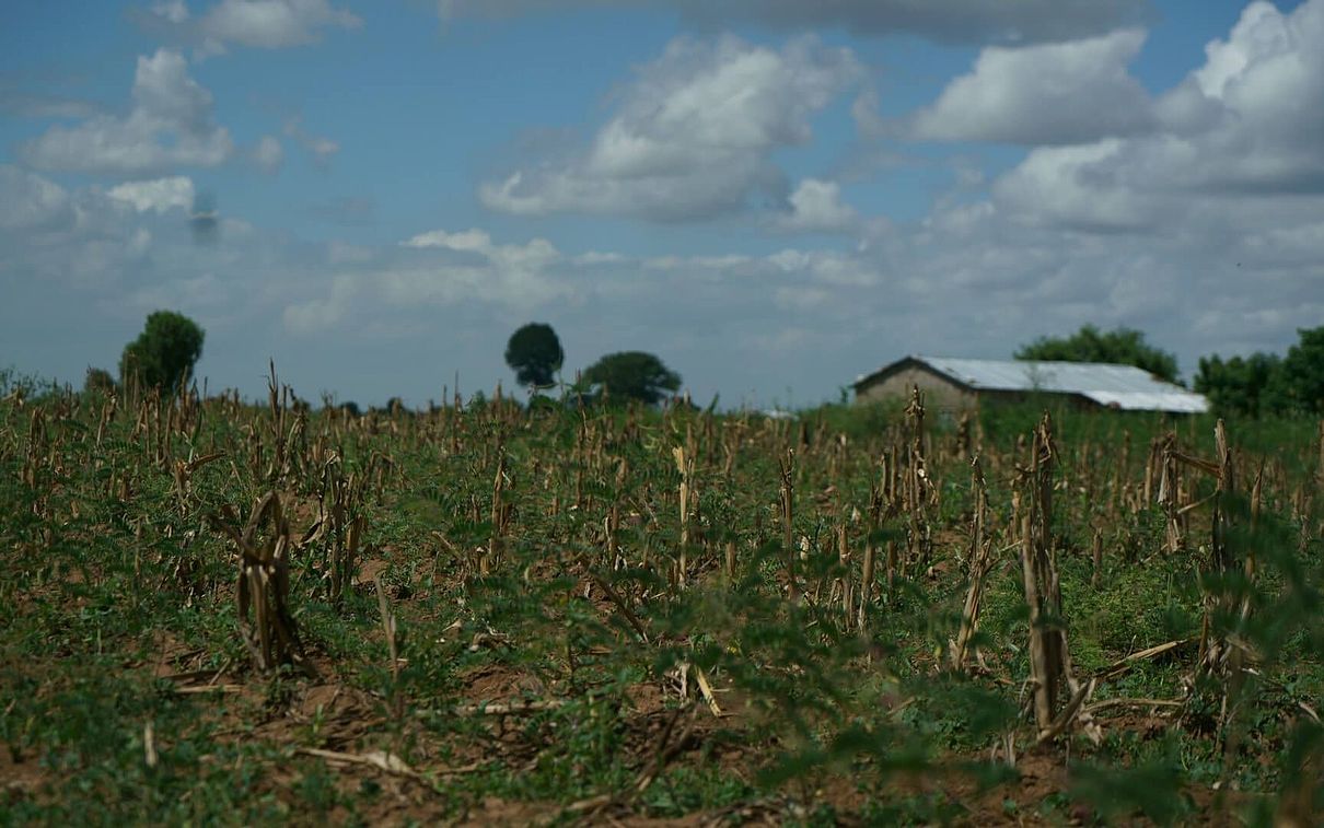 Ausgetrocknetes Feld in Malawis südlicher Provinz Nsanje während einer lang anhaltenden Dürre.