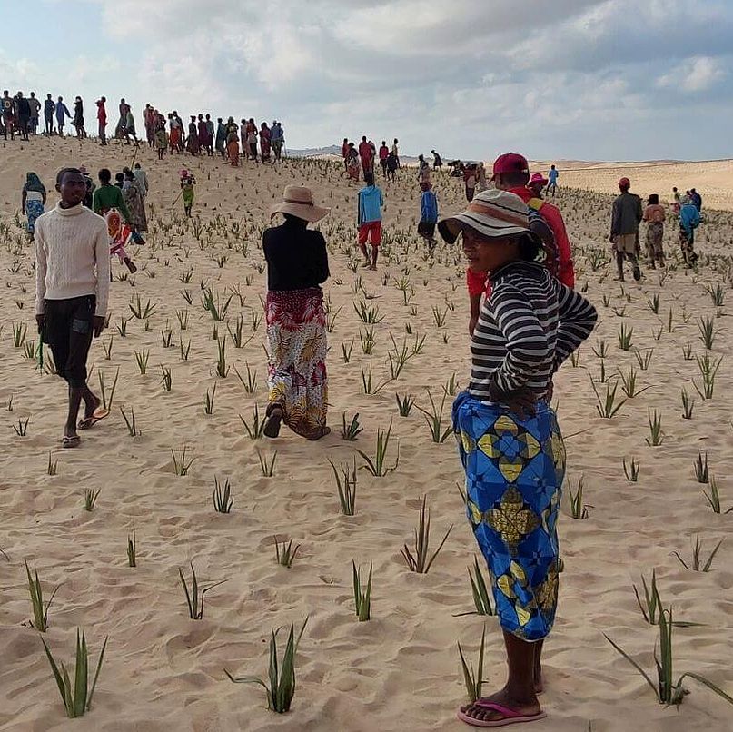 Frauen bei einem Aufforstungsprogramm Teilnehmerinnen eines Aufforstungsprogramms stehen an einem Strand und pflanzen Bäume.