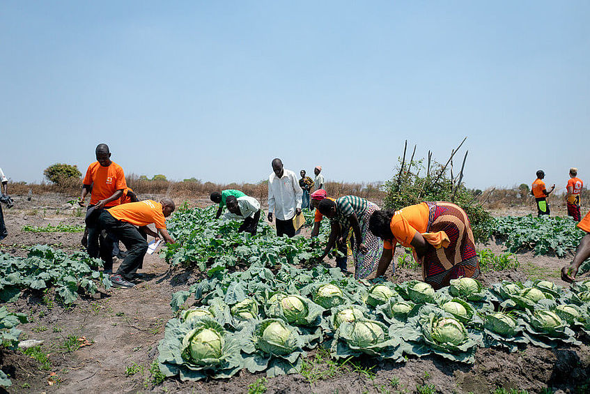 Frauen und Männer arbeiten auf einem Feld, auf dem Gemüse wie zum Beispiel Kohl angebaut ist.