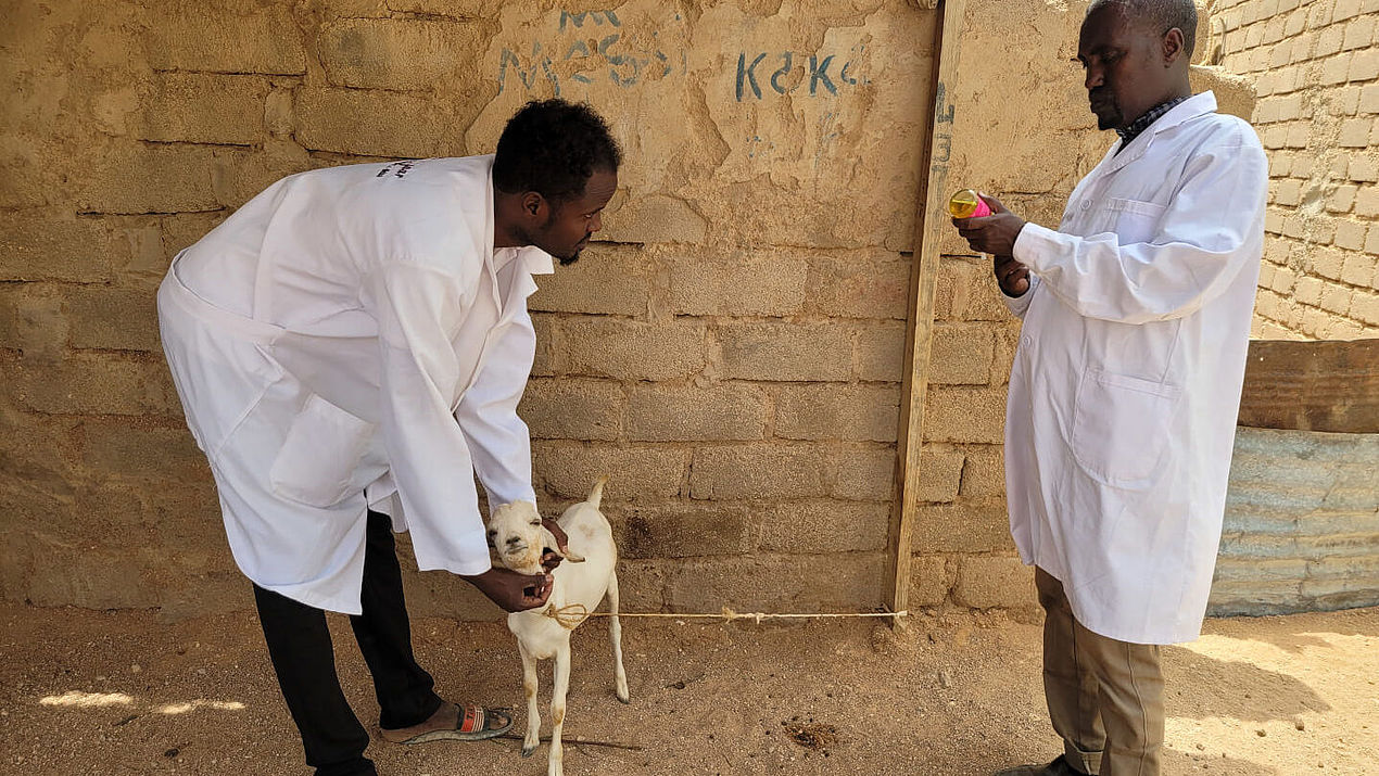 Tierarzt Ahmed Saleban versorgt eine kranke Ziege.