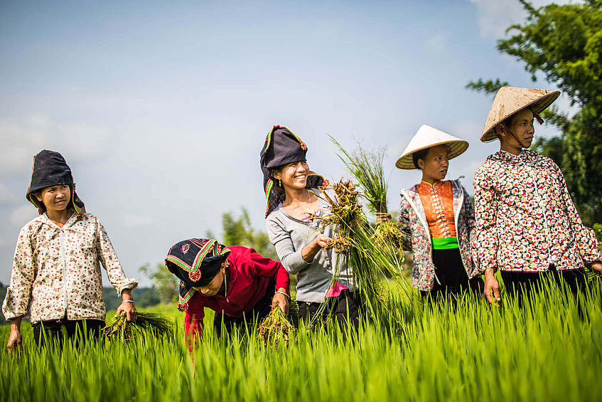 Frauen in traditioneller Kleidung und Kopfbedeckungen auf einem Feld in Vietnam