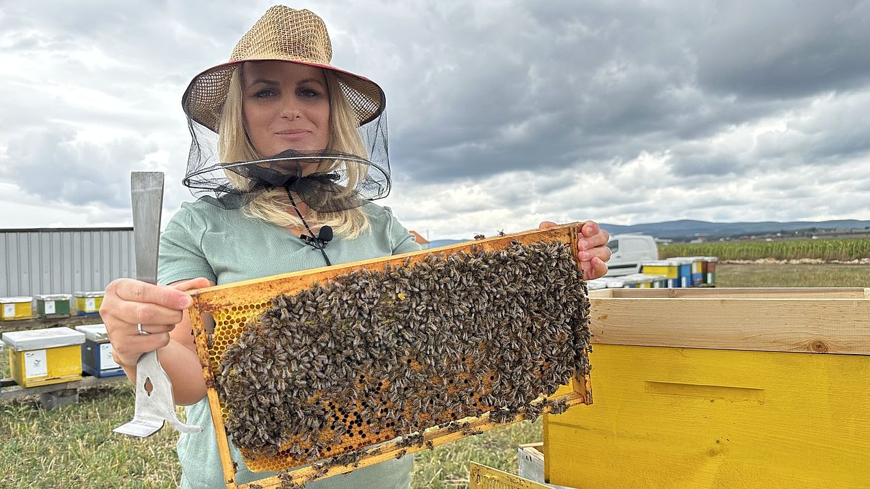 Besnike hält eine Bienenwabe.