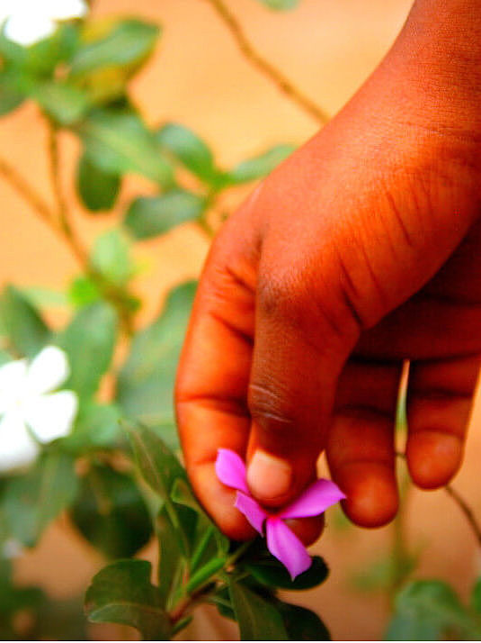 Eine Hand berührt eine pinkfarbene Blüte, im Hintergrund sind weitere, weiße Blumen zu sehen