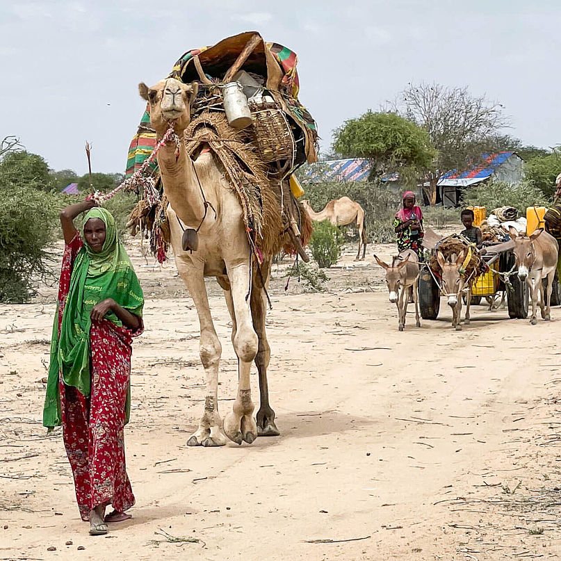 Frauen mit Kamelen auf dem Weg zu den Lagern für Binnenvertriebene.