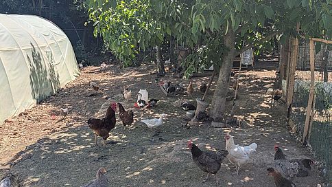 Hühner laufen herum Hühner laufen auf einem Bauernhof herum.