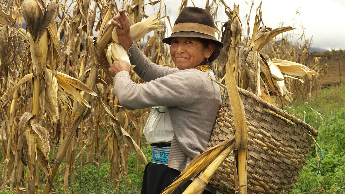 Eine indigene Frau mit einen Korb auf den Rücken erntet Maiskolben