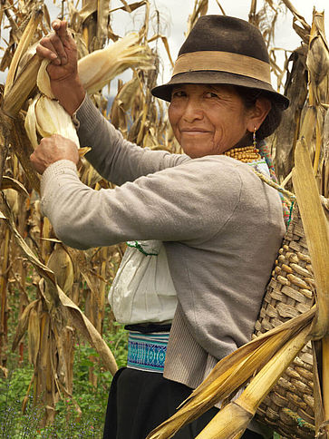 Eine Frau ist dabei ihren Mais zu ernten