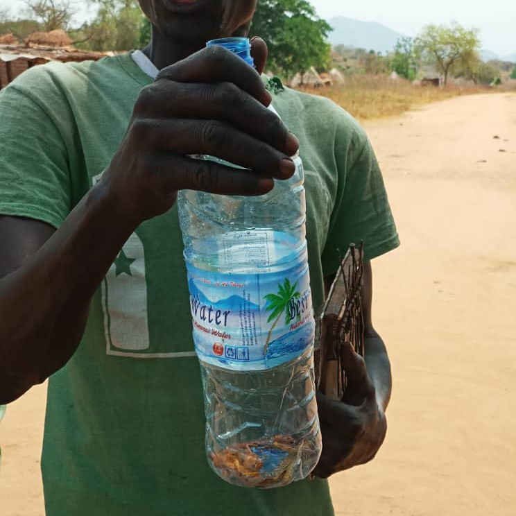 Ein CARE-Helfer im Südsudan sammelt Heuschreckenproben in einer Flasche